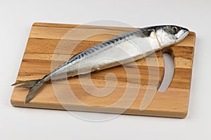 Fresh Mackerel Fish