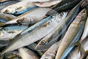 Fresh mackerel fish on ice