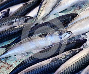 Fresh mackerel fish on ice