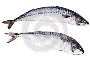 Fresh mackerel fish isolated on the white background. photo