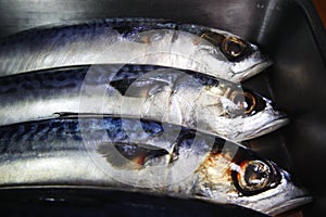 Fresh mackerel fish in kitchen