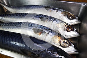 Fresh mackerel fish in kitchen