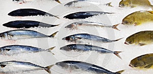 Fresh mackerel and fish put, frozen or freeze on ice for sale at freshness sea market or supermarket. Group of animal