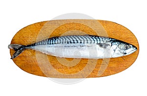 Fresh Mackerel Fish, Scomber scrombrus, on Wooden Chopping Block Board. Fresh Mackerel Isolated