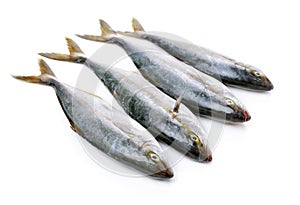 fresh mackerel fishes photo