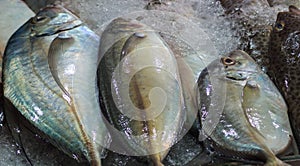 Fresh mackerel on ice