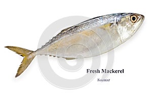 Fresh mackerel,isolated on white background with clipping path