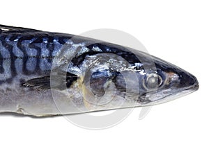 Fresh mackerel on a white background. Raw fish. Mackerel isolate. An ingredient for a fish dish