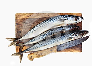 Fresh mackerels