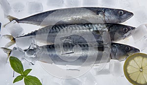 Fresh mackerels on ice cubes