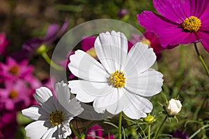 Fresh macro pink purple and white cosmos flower blooming in natural botany garden park