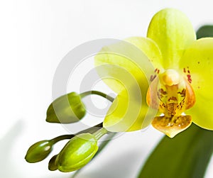 Fresh macro yellow and green orchids on white background