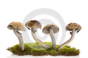 Fresh magic mushrooms on moss isolated over white background