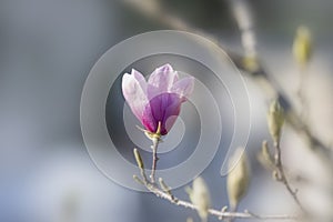 Fresh Magnolia flower appears in early spring time