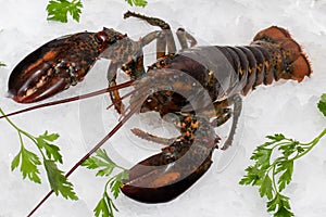 Fresh maine lobster on ice