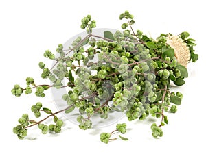 Fresh Majoram on white Background - Isolated