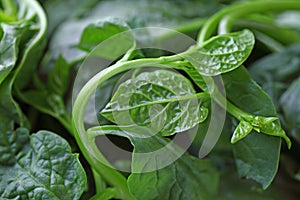 Malabar spinach up close