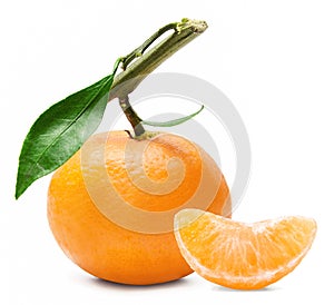 Fresh mandarin on a branch with green leaf
