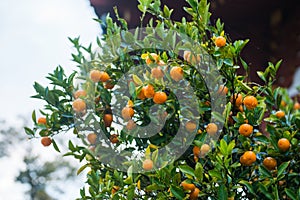 Fresh mandarin fruits on the tree