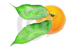 Fresh mandarin with leaf