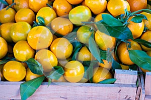 Fresh mandarin oranges fruit or tangerines with leaves