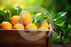 Fresh mandarin oranges fruit or tangerines with leaves in a box