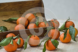Fresh mandarin oranges fruit or tangerines with leaves on the wooden box on the table.