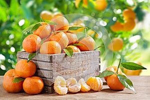 Fresh mandarin oranges fruit or tangerines in a wooden box in a garden