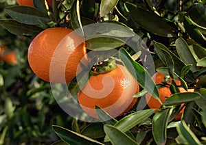 Fresh mandarinas on the tree branch in Spanish garden