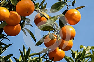 Fresh mandarinas on the tree branch in Spanish garden photo