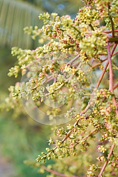 Fresh mango flower