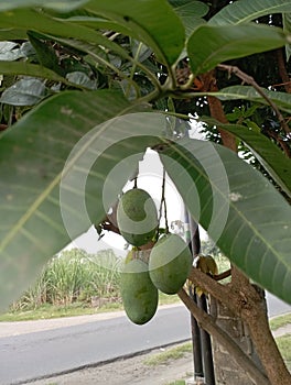 Fresh Mango Fruit Hanging on Tree in Orchard