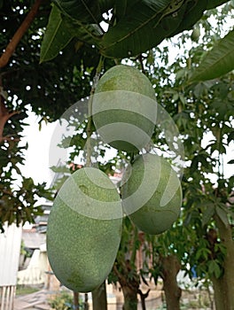 Fresh Mango Fruit Hanging on Tree in Orchard