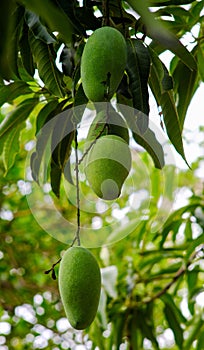 Fresh mango fruit from mango tree