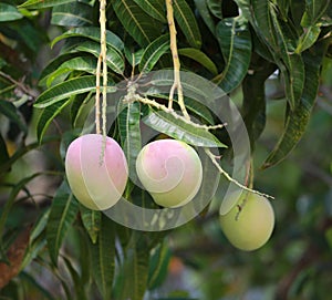 fresh mango fruit on tree.