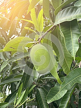 fresh mango fruit on tree with leaves