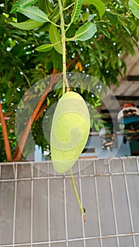 fresh mango fruit on the tree in summer time