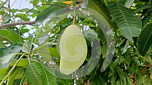 fresh mango fruit on the tree in summer time