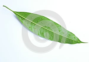 Fresh Mango leaf with water drop isolate on white background, Fresh green mango leaves
