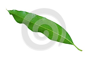 Fresh Mango Leaf with Water Drops Isolated on White Background