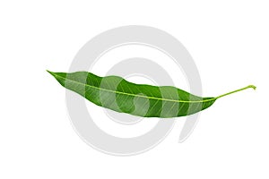 Fresh mango leaves isolated on white background.