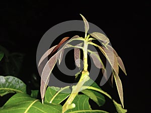 fresh mango leaves with mango tree branches and rain drops