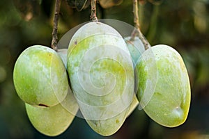 Fresh mango with mango tree