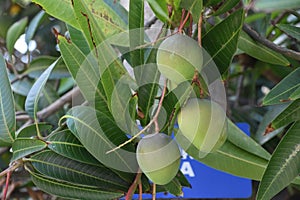 Fresh Mango Tree with Fruit and Foliage