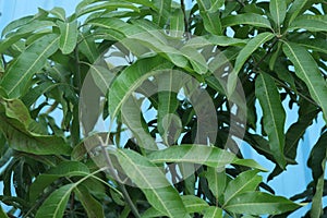 Fresh mango tree leaves in home