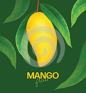 Fresh mango Vector illustration
