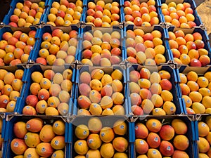 Fresh Mangoes in boxes