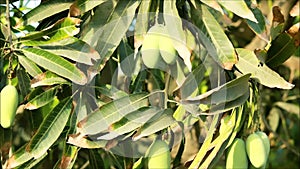 Fresh mangoes hold on the tree,small Kesar mango keri fruit hanging on tree in Mango garden,mango field,mango farm,agricultural