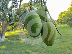 Fresh mangoes on the tree , red mangoes hanging in the orchard photo