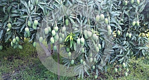 Mangos on the tree in farms in Asia